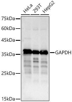 GAPDH Rabbit Polyclonal Antibody (CABC001)