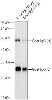 Rabbit Anti-Goat IgG (H+L) (CABS081)