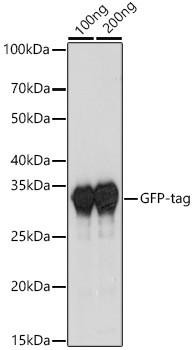 HRP-conjugated Rabbit anti-Camelid VHH antibody (CABS006)