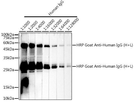 HRP-conjugated Goat anti-Human IgG (H+L) (CABS002)