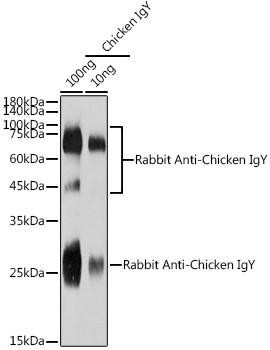 Rabbit Anti-Chicken IgY (H+L) (CABS082)