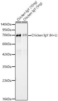 Rabbit Anti-Chicken IgY (H+L) (CABS090)