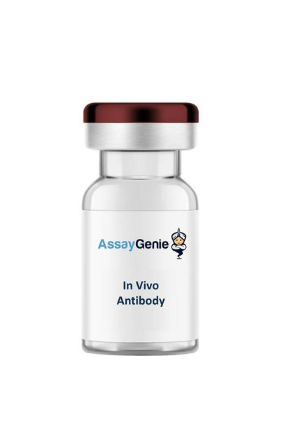 Anti-Mouse CD309 (VEGFR2) (IVMB0554)