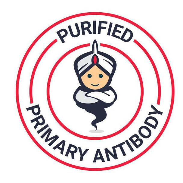 GenieFluor 700 Anti-Human CD19 Antibody [CB19] (AGEL4048)