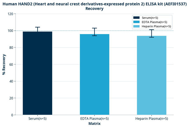 Human HAND2 (Heart and neural crest derivatives-expressed protein 2) ELISA kit (AEFI01537)
