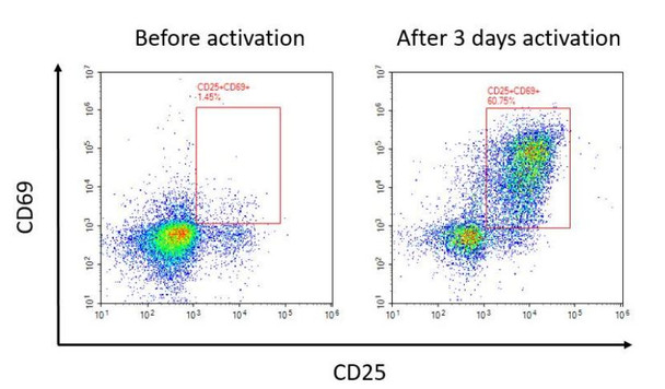 Mouse CD3/CD28 T Cell Activation Beads (AKES213)