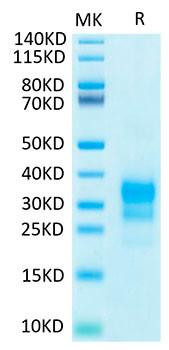 Biotinylated Recombinant Human IFN-gamma Protein (RPCB0031)