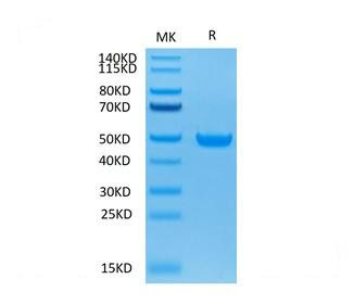 Biotinylated Recombinant Cynomolgus FcRn/FCGRT&B2M Protein (RPCB0055)