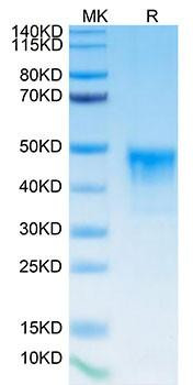 Biotinylated Recombinant Human Mesothelin/MSLN Protein (RPCB0054)
