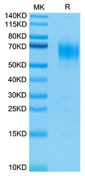 Biotinylated Recombinant Human IL-13RA1/CD213a1 Protein (RPCB0080)
