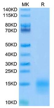 Biotinylated Recombinant Mouse TNFRSF17/BCMA/CD269 Protein (RPCB0089)