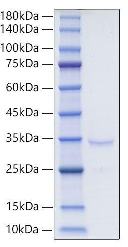 Recombinant Mouse IgG2C Protein (RPCB0114)