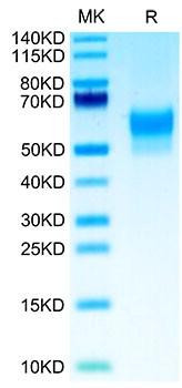 Biotinylated Recombinant Human SIRP-beta 1/CD172b Protein (RPCB0123)