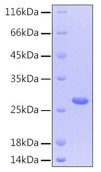 Recombinant Human CNTF Protein (RPCB0150)