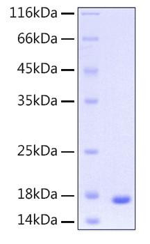 Recombinant Human UBE2D3 Protein (RPCB0178)
