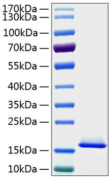 Recombinant Human Cystatin-C/CST3 Protein (RPCB0205)