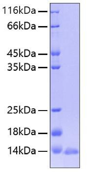 Recombinant Human Leptin/LEP Protein (RPCB0242)