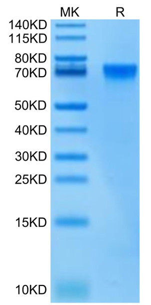 Biotinylated Recombinant Human LILRB2/ILT-4/CD85d Protein (RPCB0426)