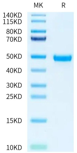Recombinant Human Nectin-2/PVRL2/CD112 Protein (RPCB0460)