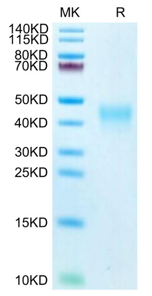 Biotinylated Recombinant Human PD-1/PDCD1/CD279 Protein (RPCB0469)