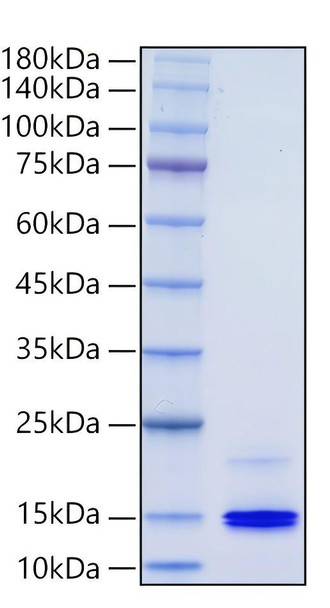 Recombinant Human CXCL9/MIG Protein (RPCB0465)
