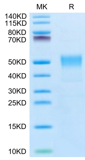 Biotinylated Recombinant Human TROP-2/TACSTD2 Protein (RPCB0474)