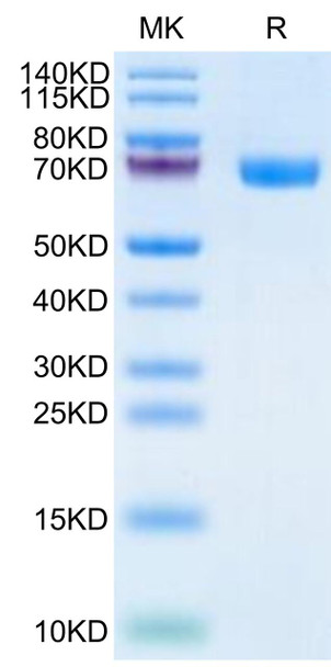 Recombinant Human TROP-2/TACSTD2 Protein (RPCB0486)