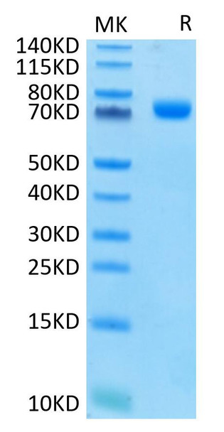 Recombinant Human Siglec-3/CD33 Protein (RPCB0595)
