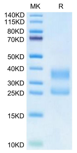 Biotinylated Recombinant Human CD3E&CD3D Protein (Primary Amine Labeling) (RPCB0669)