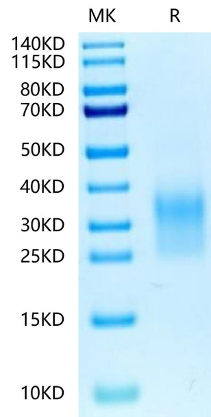 Biotinylated Recombinant Human CD24 Protein (RPCB0682)