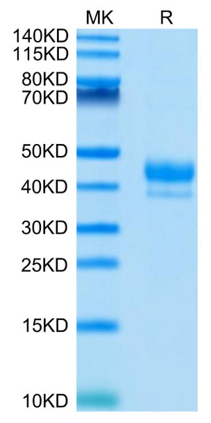 Recombinant Human CD3 epsilon (23-48) Protein (RPCB0694)