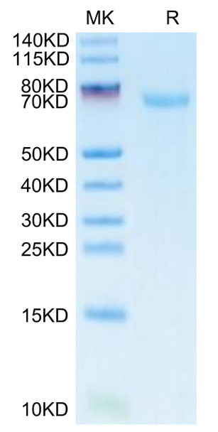 FITC-Labeled Recombinant Human B7-H3/CD276 Protein (RPCB0700)