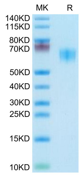 Recombinant Human/Cynomolgus/Rhesus macaque CD28 Protein (RPCB0705)