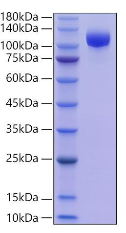 Recombinant Human Siglec-2/CD22 Protein (RPCB0711)