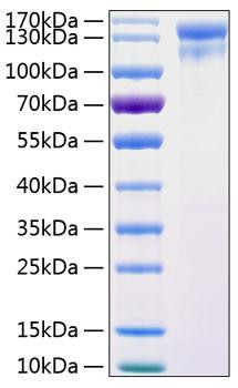 Recombinant Human HER1/ERBB1/EGFR Protein (RPCB0751)