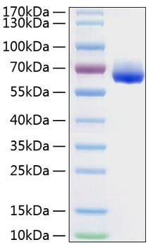 Recombinant Human LILRB4/ILT-3/CD85k Protein (RPCB0781)