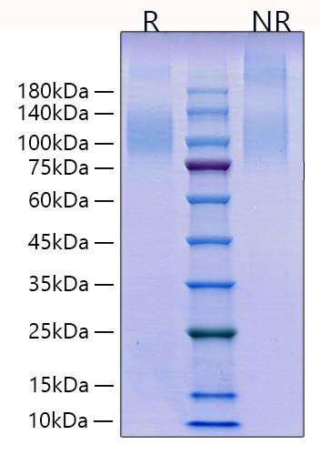 Recombinant Human TACTILE/CD96 Protein (RPCB0785)