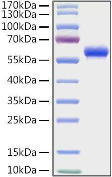 Recombinant Human Fc gamma RIIA/FCGR2A/CD32a (H167R) Protein (RPCB0993)
