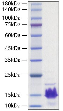 Recombinant Human Parathormone/PTH Protein (RPCB1014)