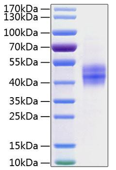 Recombinant Human Follistatin/Follistatin 315/FST Protein (RPCB1057)