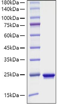 Recombinant Mouse Sonic hedgehog protein N-product/SHH Protein (RPCB1075)