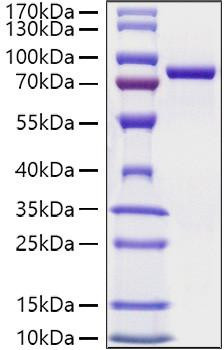 Recombinant Mouse Transferrin/TF Protein (RPCB1078)