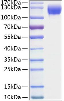 Recombinant Mouse ICAM-1/CD54 Protein (RPCB1085)