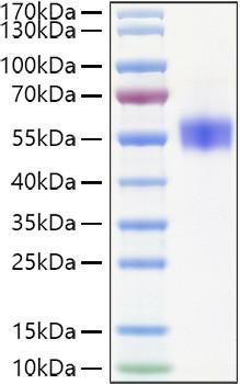Recombinant Human SIRP-beta 1/CD172b Protein (RPCB1112)