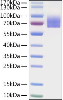 Recombinant Human LILRA2/ILT-1/CD85h Protein (RPCB1110)