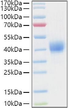 Recombinant Human CD52 Protein (RPCB1173)