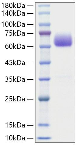Recombinant Mouse BTLA/CD272 Protein (RPCB1178)