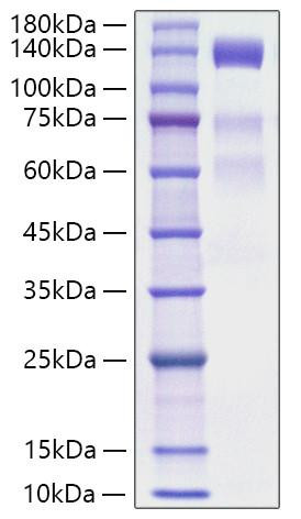 Recombinant Human VEGFR-3/FLT-4 Protein (RPCB1206)