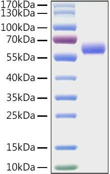 Recombinant Mouse LAG-3/CD223 Protein (RPCB1215)