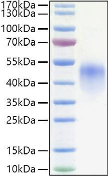 Recombinant Human Fc-gamma RIII alpha/CD16a(F176V) Protein (RPCB1218)